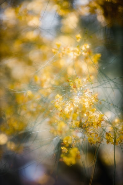 黄色的花在透镜倾斜转变
